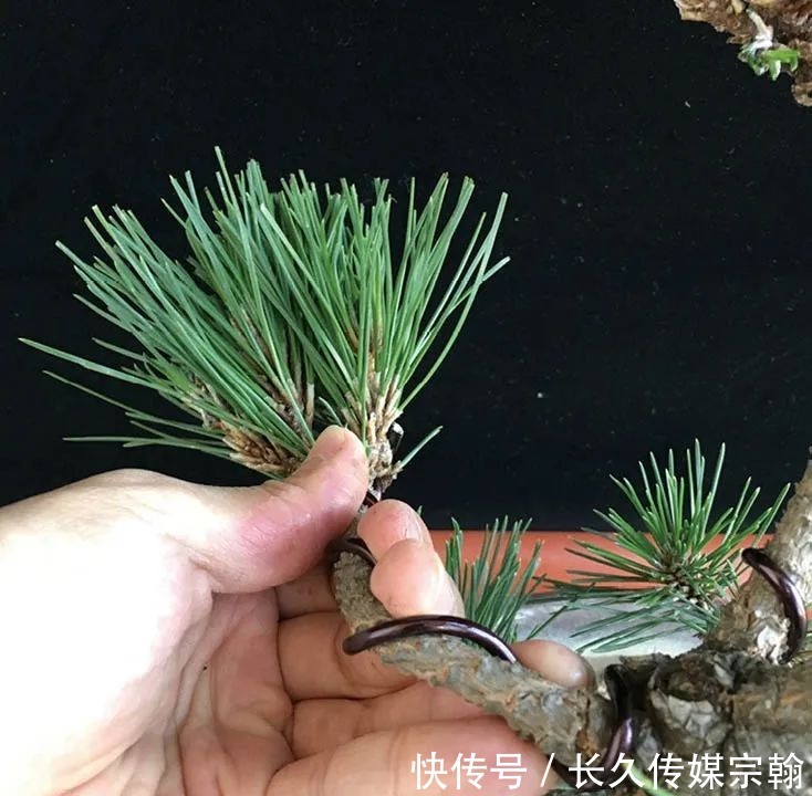 用普通花草树木来“练手”,经蟠扎,立马显现盆景造型的魅力!