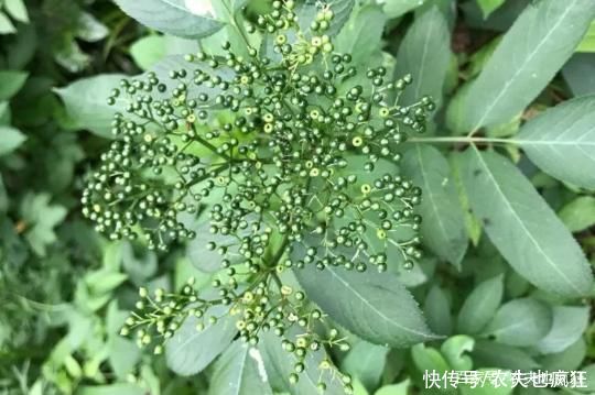 “打得地上爬，只怕八棱麻”，告诉家乡人，此草价值大，别不认识