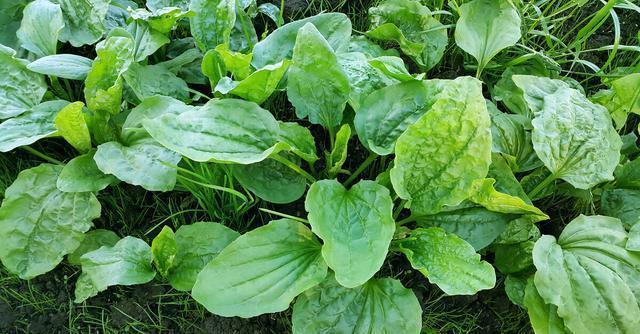 农村|6大不起眼的常见农村野草，却不知能当野菜吃，有很多作用