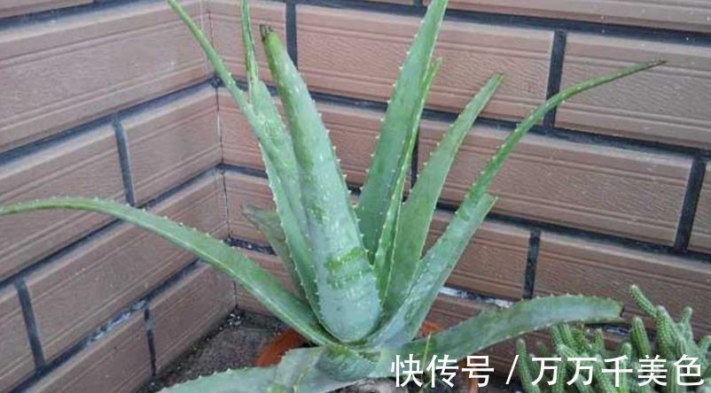 海虎兰|养芦荟选好品种,颜值高易打理,第3款最适合美容护肤