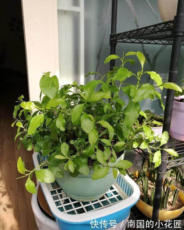 清新|夏天的蓝雪花,多做两步骤,不停开花,开花量大清新美丽