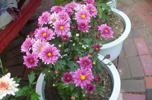  一年四季|养“2种花”就够了，个个开花爆盆，一年四季开花，值得养