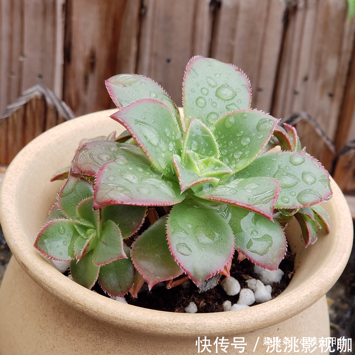 秋季养多肉可以淋雨吗有优点有缺点，做对“一点”，长成小胖子