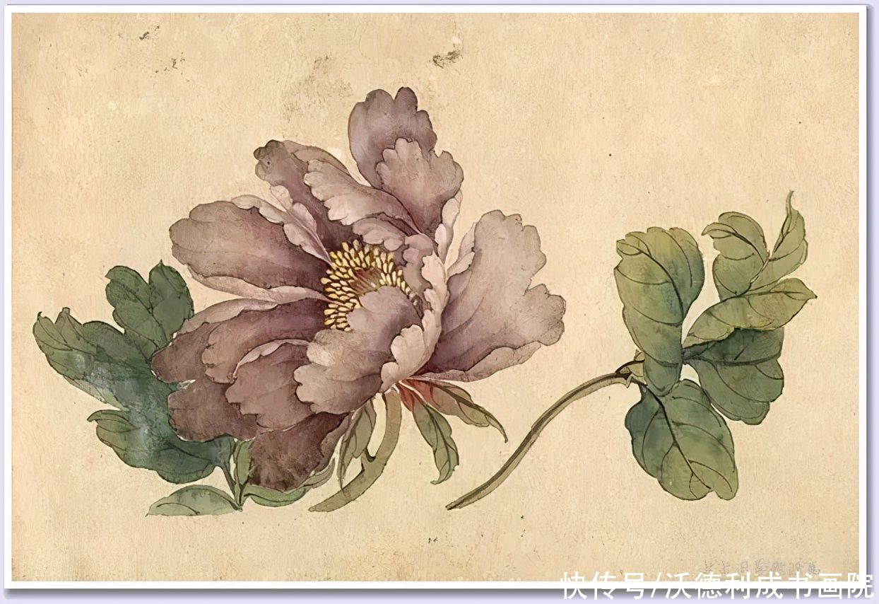 画菊|没骨百花图欣赏，美到骨子里