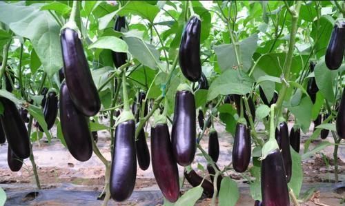 茄子|炒茄子时切记放此物,却有很多人不清楚,早知早受益