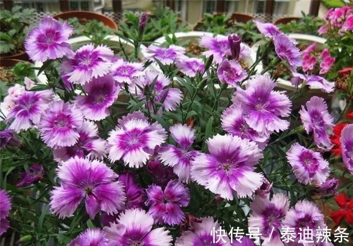 防盗窗养这5盆花,开花多、花期长,邻居看了都眼红