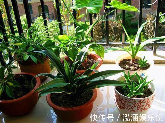养花|养花老“生病”，巧用2个技能，不怕黄叶烂根，反而长爆盆！