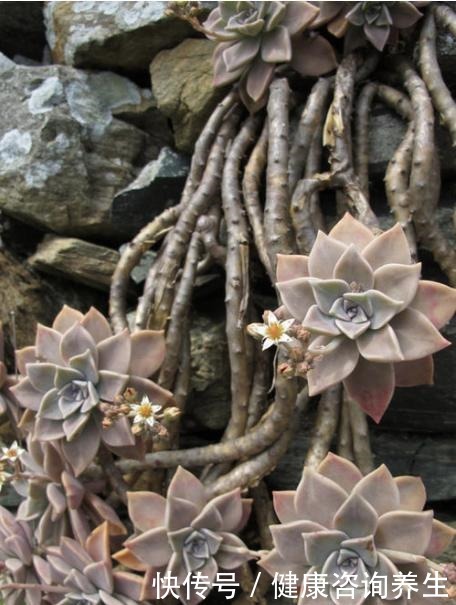 等我有个独立院子,就把多肉种墙上,一面种法师,一面种紫乐!