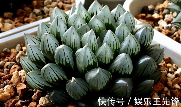 徒长|多肉玉露徒长叶子松散?多注意这4点,株型紧凑更具美感