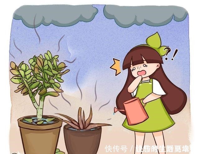 花友们|这4类花不能喷水,喷了就烂,快停手!这4类花不能喷水,喷了就烂,快停手!