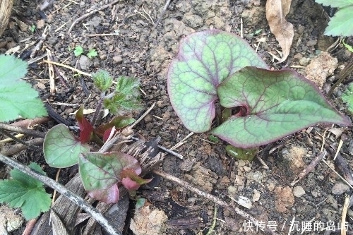 鱼腥草|农村3种野菜,营养又美味,现在很难找到了,你们吃过几种?