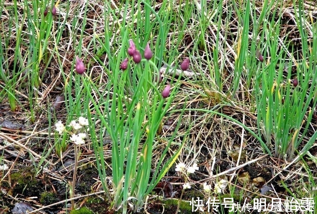 遇见|提个醒:农村荒地遇见此物,记得摘回家,好处十分的多,了解下