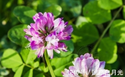 紫云英|花朵似蝴蝶,过去用来喂猪,可惜了