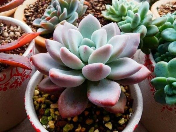 8种适合新手栽培的多肉植物，扔进花盆就能活，价格不贵又漂亮