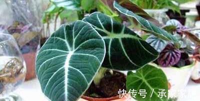 花友|3种有品位,有格调的绿植,养在家里很吸睛