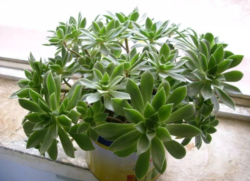 换盆加点坚果壳,提前这么弄,养花土变排水性好,肥力十足