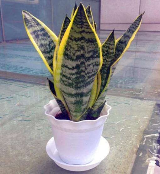 3种脾气很古怪的花,花盆越小长得越好,养护的人要注意