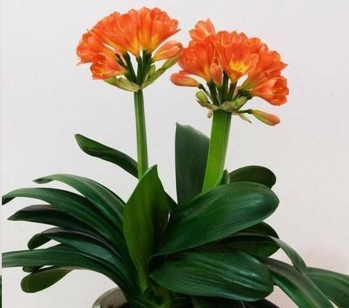 花盆|往君子兰花盆里丢一点这个，叶子又绿又亮，一年开花两次