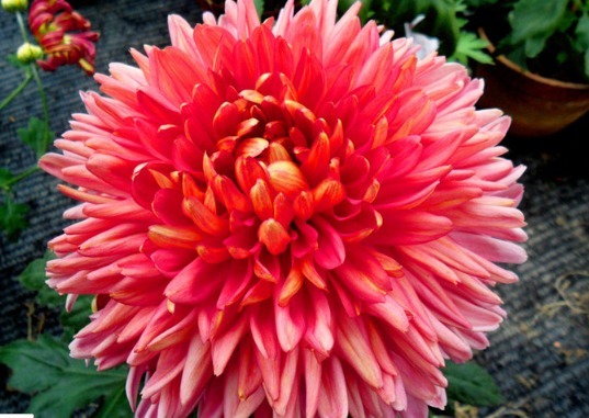 喜欢菊花，就养盆“菊中珍品”灯光荷，红光芍药，婀娜多姿