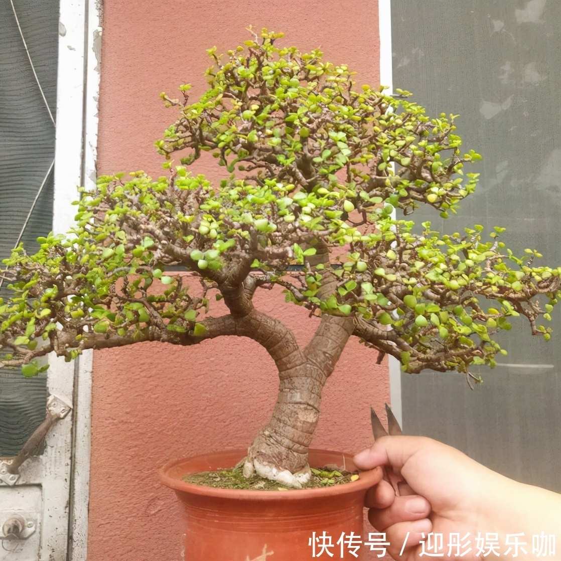 7种“漂亮花”,一个月不浇水,反而爱爆盆,越不管它越开花