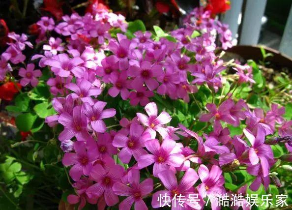 养花杀手养啥养不活这些花寓意好、皮实好养活,附养花技巧!