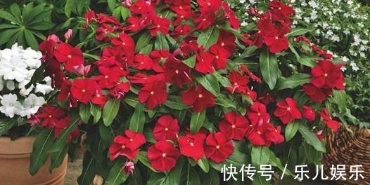 茉莉花|6种花期长的花，一开就是上百天，盆栽上几盆，一年四季有花赏！