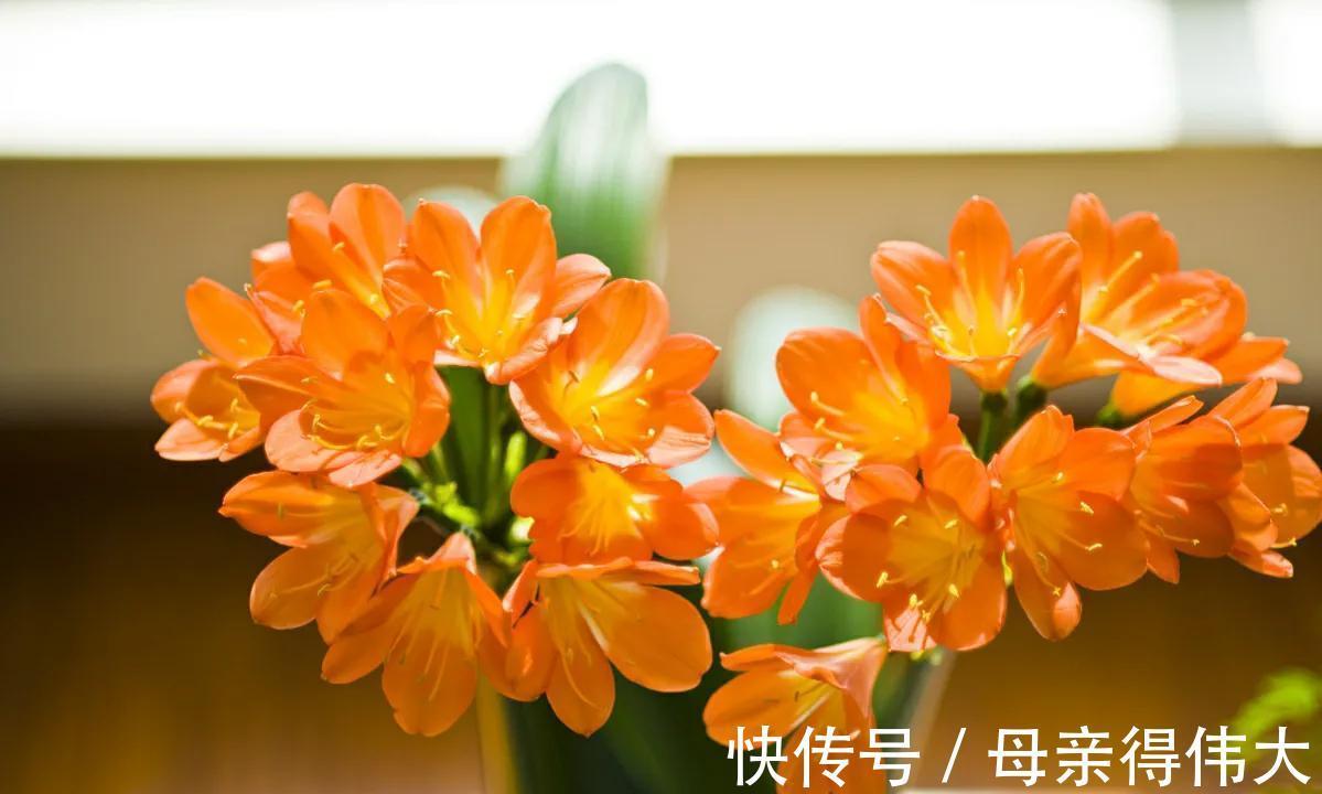 3种花适合宠着养，冬季养家里，寓意好开花多