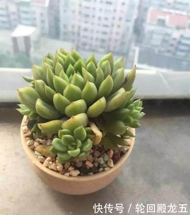 7字秘诀来养多肉,入坑9年多肉植物没徒也没腐