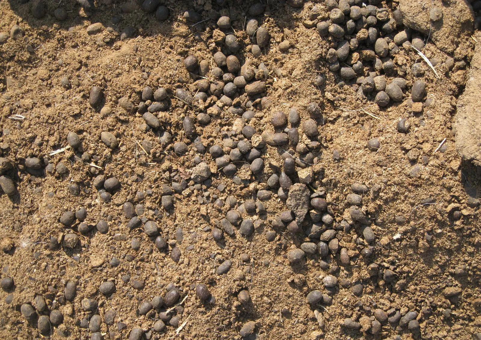 养花不用想得很复杂，撒上一把天然肥，叶绿花美，花开不停歇