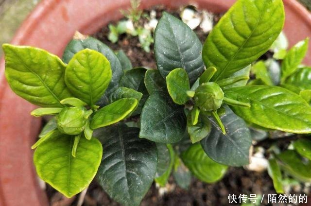 3种花就是醋坛子，土里滴点醋，叶子油绿鲜亮！