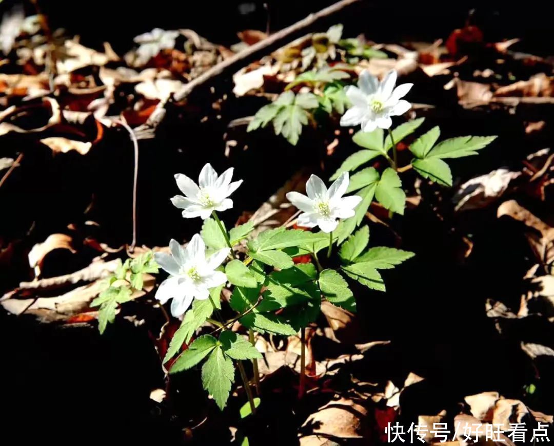 百卉|魅力陕西行·初夏，邂逅红河谷