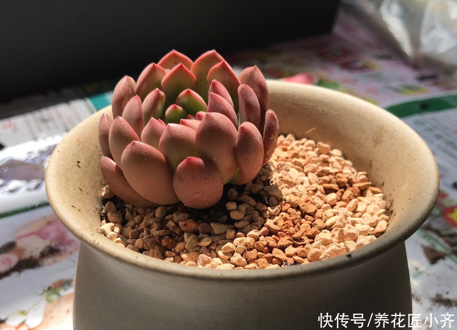 肥料|想要养好多肉,不要盲目“做傻事”,新手要避免掉,就能少踩坑