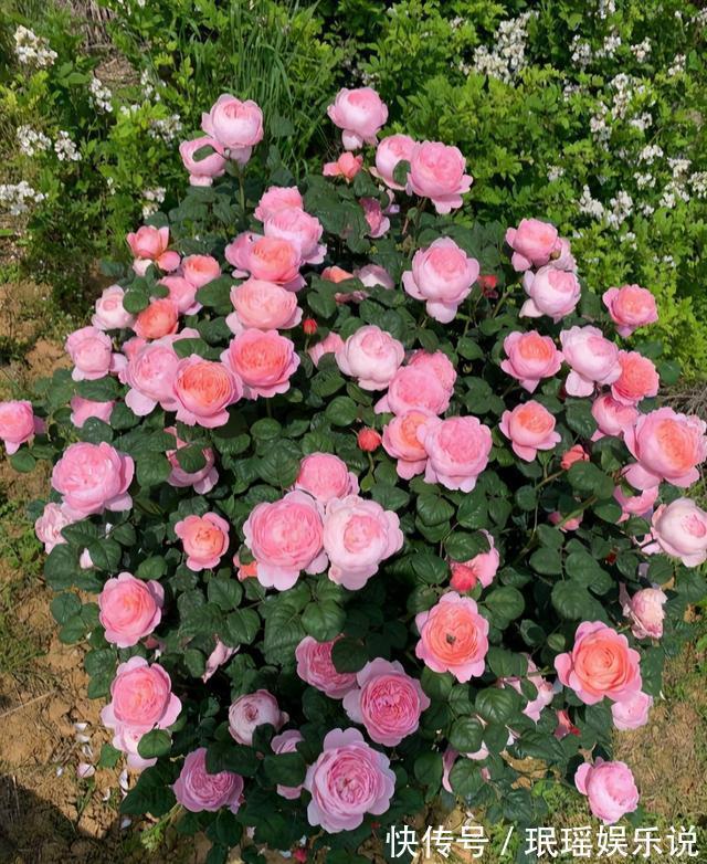 铁线莲|家有小院?养几种“不死花”,从来不用管,花开一片,延绵不断