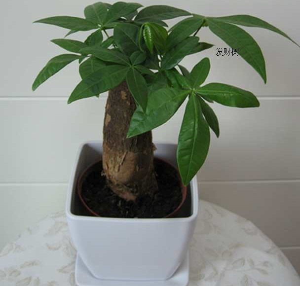 养发财树做好这三点，不黄叶、不烂根，枝繁叶茂，不断窜新芽