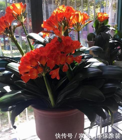 十月养君子兰，掌握“2多1忌”，花苞长满枝头，叶片挺拔油绿