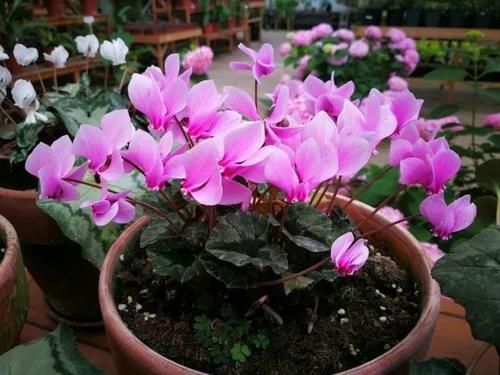 蝴蝶兰|4种花仙气飘飘，家里养1盆，气质出众，上档次！