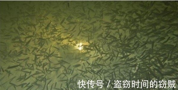俄罗斯|冬季俄罗斯小哥在结冰湖面凿了个大洞,结果水面堆满了数千条鱼!
