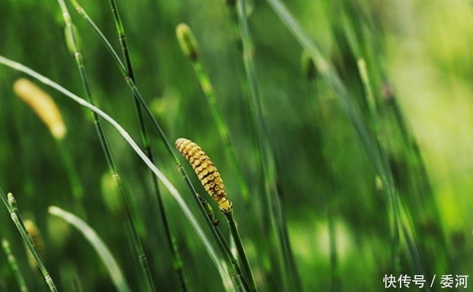 斌哥|農(nóng)村有一種野草,雖說沒有葉子,但它的價(jià)格是很珍貴的