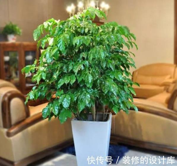 红掌|人养花花也养人，4种漂亮花，养在家里上档次，带来好兆头