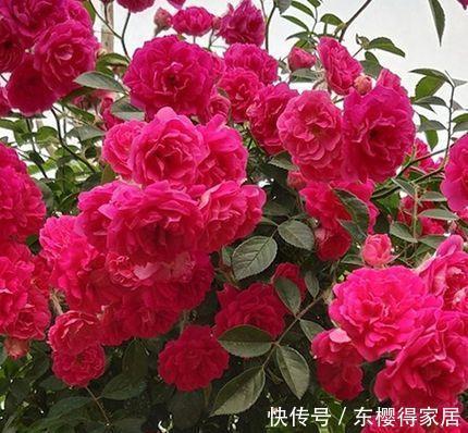 月季花|忘了月季吧!此花更美更香更好养,是阳台盆栽佳品