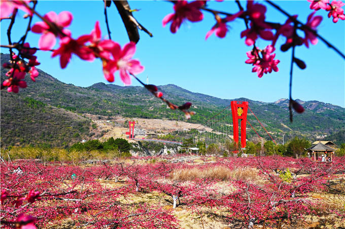 广东世外桃源连州万亩桃花盛放,打造出了水陆空洞四重桃花景观