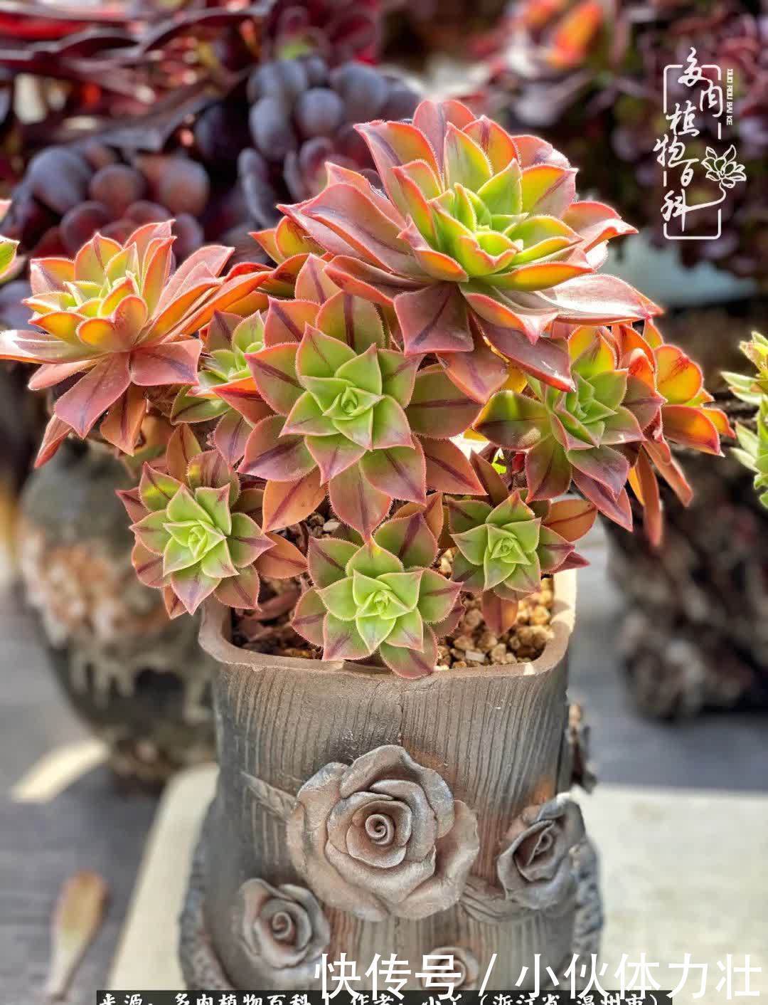 多肉|繁华落幕尽铅华,姹紫嫣红刹那,余生不长,因爱而芳华!