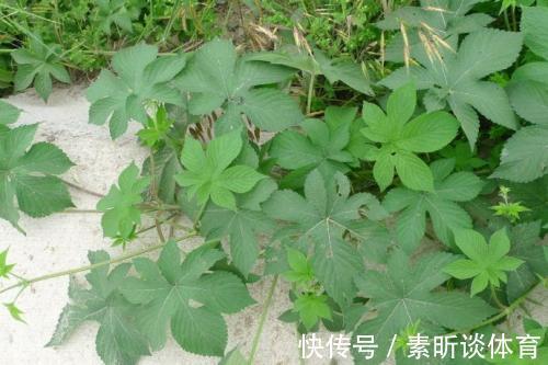 农村|农村当杂草除掉的一种草,是治疗皮肤发痒的奇药,一抹就见效