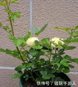 成活率|扦插月季花,想要提高成活率,最好知道“这些事”