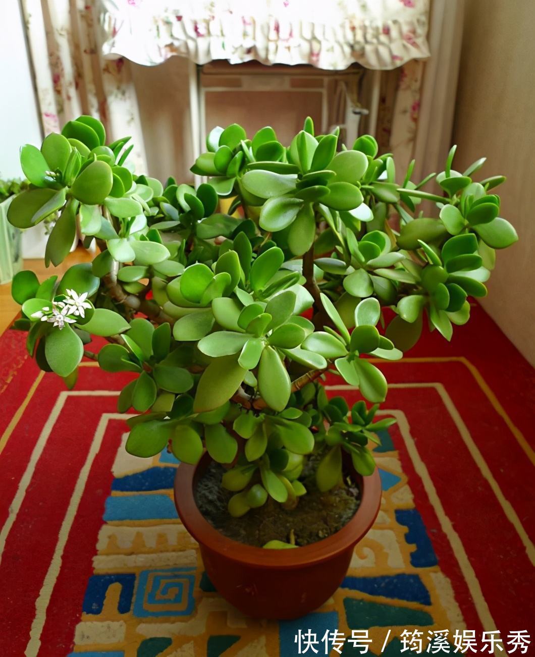 5种“大叶花”轻易不开花，开花就带“好兆头”，养一盆你就赚