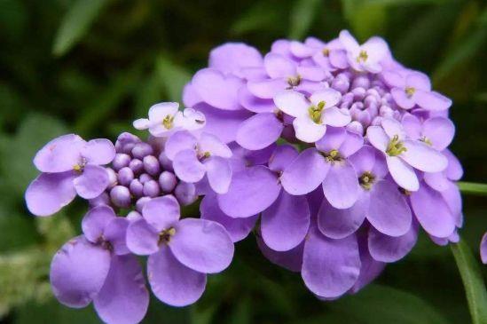 几款花卉，花量大花期长，阳台种一盆，一年阳台全是花