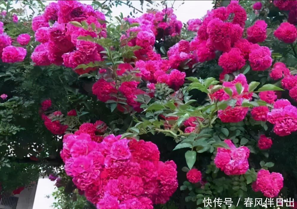 红木香|阳台一定要选择它,那叫一个满园花草