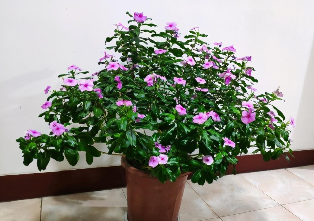 温度|冬天养盆“小泼辣”花,只要温度撑得住,365天全是花