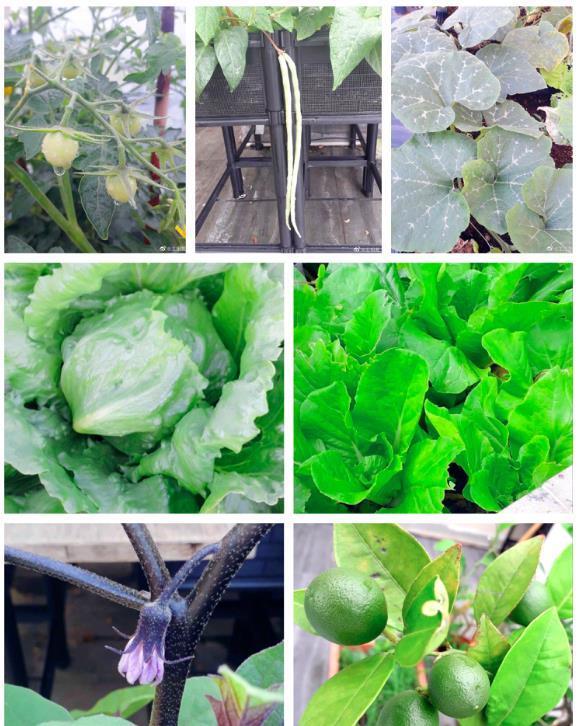 蔬菜|王祖蓝晒自家有机菜园，引10万网友点赞，网友：这就是向往的生活