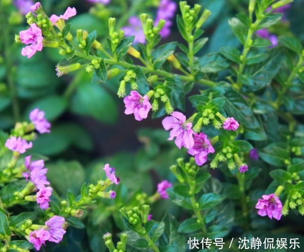 夏天|夏天养菊花不如养这些花卉,越热长得越好,放在阳台,晒晒变花海